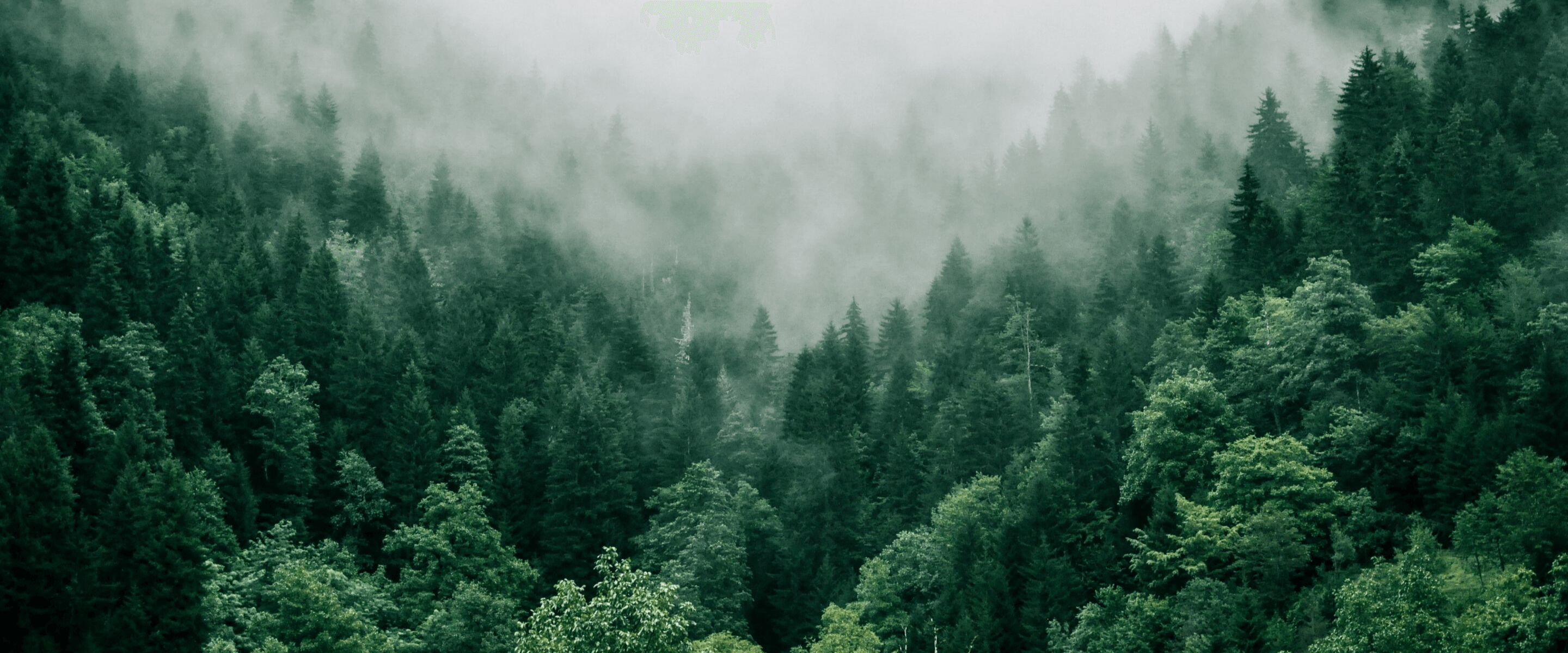 green and sustainable gift banner